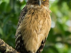 Buffy Fish Owl