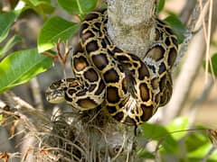 Burmese python