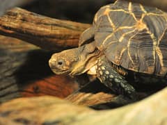 Burmese star tortoise