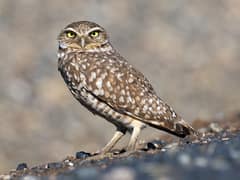Burrowing Owl