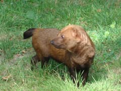 Bush dog