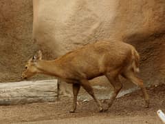 Calamian deer