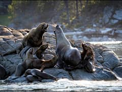 California sea lion