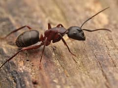 Camponotus enculus