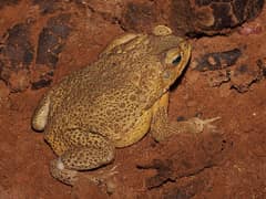 Cane toad