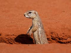Cape ground squirrel