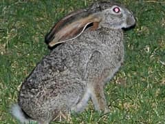 Cape scrub hare
