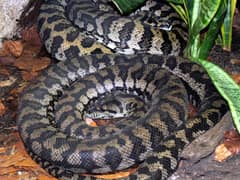 Carpet python