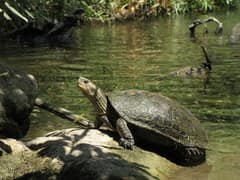 Caspian turtle