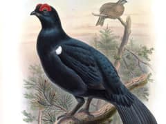 Caucasian Grouse