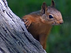 Caucasian squirrel