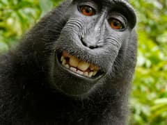 Celebes crested macaque