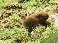 Central American red brocket