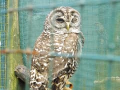 Chaco Owl