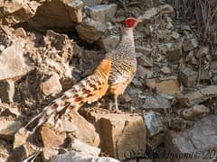 Cheer pheasant