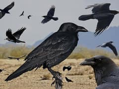Chihuahuan Raven