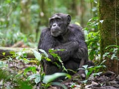 Chimpanzee