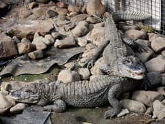 Chinese alligator