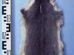 Chinese ferret-badger