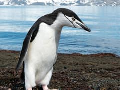 Chinstrap Penguin