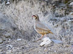 Chukar Partridge
