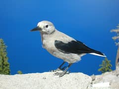 Clark's Nutcracker