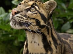 Clouded leopard