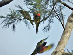 Coconut Lorikeet