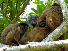Collared brown lemur
