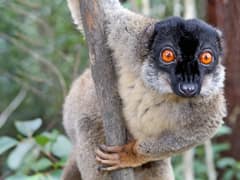 Common brown lemur