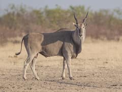 Common eland
