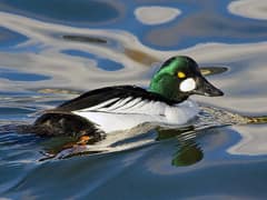 Common Goldeneye