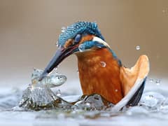 Common kingfisher