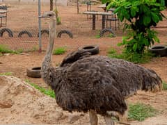 Common ostrich