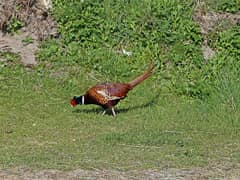 Common Pheasant