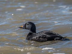 Common Scoter
