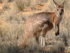 Common wallaroo
