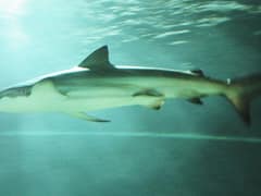 Copper shark