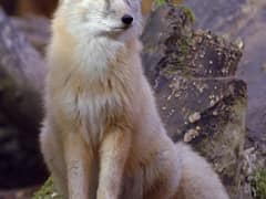 Corsac fox
