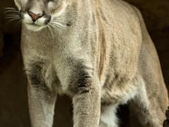 Cougar