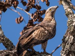 Crested Honey Buzzard