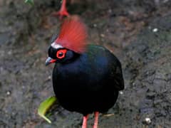 Crested Partridge