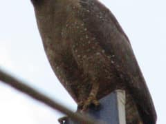 Crested Serpent Eagle