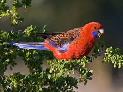 Crimson Rosella