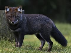 Darwin's fox