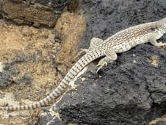Desert iguana