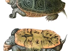 Diamondback terrapin