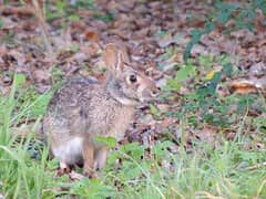 Dice's cottontail