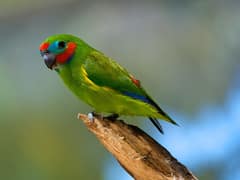 Double-eyed Fig Parrot