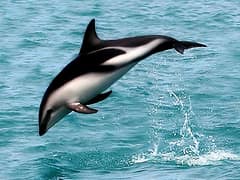 Dusky dolphin